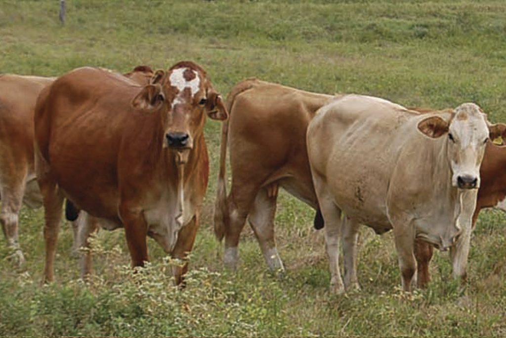 Novillonas